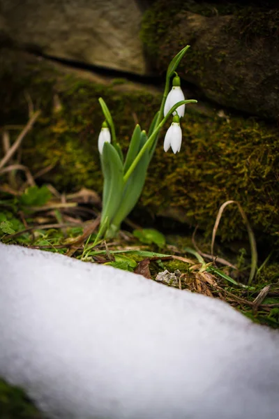 Spring Flowers Snowdrops Galanthus Nivalis Popping Out Snow Forest — Stock Photo, Image