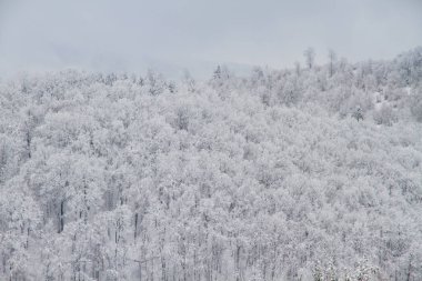Ormandaki güzel kış manzarası