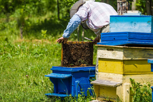Пчеловодство - пчеловод проверяет улей
