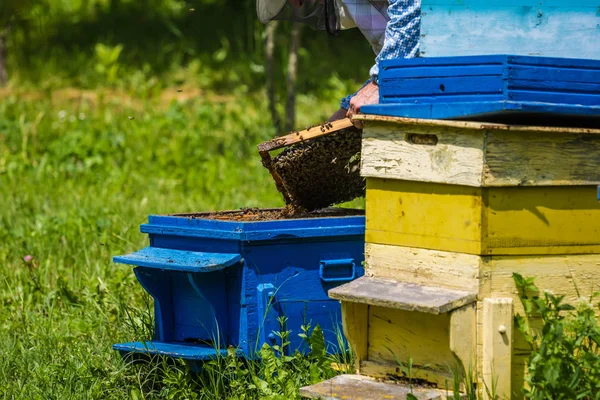 Imkerei Imker Kontrollieren Bienenstock — Stockfoto