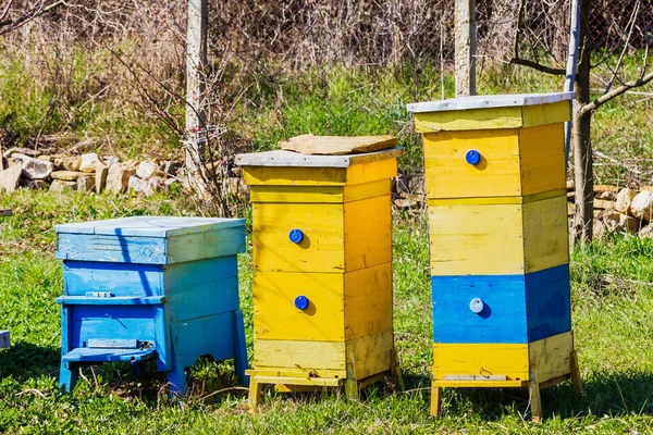 Blaue Und Gelbe Bienenstöcke Garten — Stockfoto