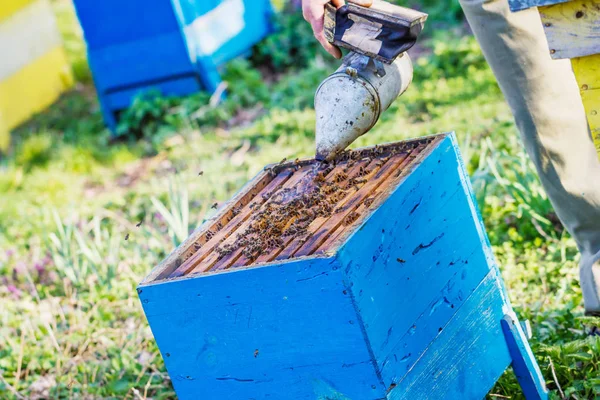Пчеловодство Пчеловод Проверяет Улей — стоковое фото