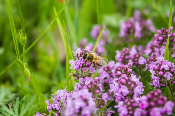 Thymus草の牧草地で蜂を作業 — ストック写真