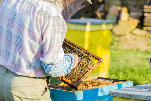 Pszczelarstwo Pszczelarz Sprawdza — Zdjęcie stockowe