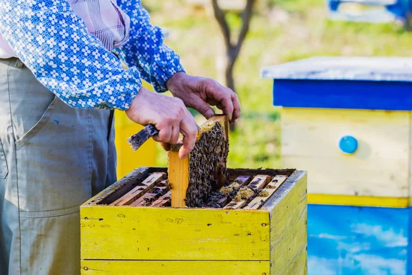Beekeeping Beekeeper Checking Hive Stock Photo