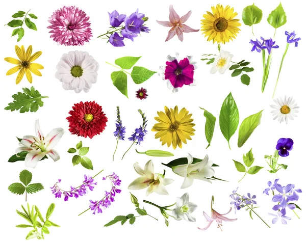 Verzameling Van Bloemen Bladeren Geïsoleerd Wit — Stockfoto