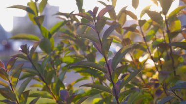 Arkadan aydınlatmalı bırakır. Yaz sokak