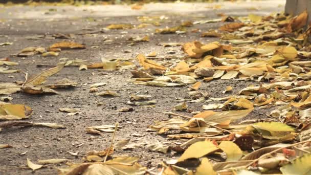 gros plan des feuilles jaunes sur la route et du feuillage sur la route d'automne 