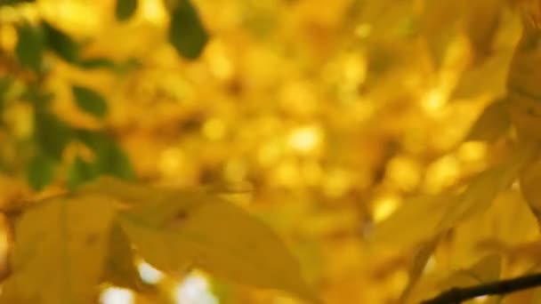 Hojas de arce amarillo enfoque deslizante Primer plano de hermosos árboles mágicos de otoño, hojas amarillas e increíblemente cálido tiempo soleado calma . — Vídeos de Stock