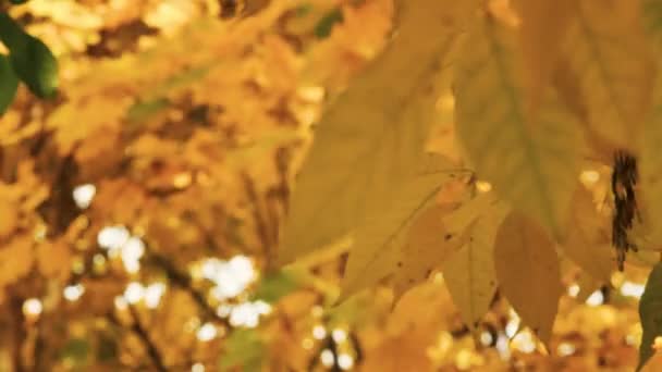 Foglie di acero giallo messa a fuoco scorrevole Primo piano di bellissimi alberi magici autunnali, foglie gialle e tempo soleggiato incredibilmente caldo calmo . — Video Stock