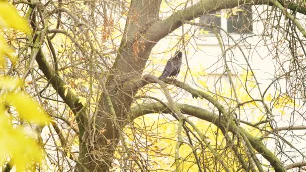 Un pájaro negro sentado en hojas. Hojas de roble otoñal Finales del verano principios del otoño la luz del sol a través de las hojas de roble . — Vídeo de stock