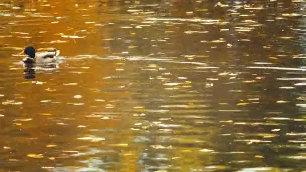 Утки у пруда с отражениями на воде и осенние листья плавающие — стоковое видео