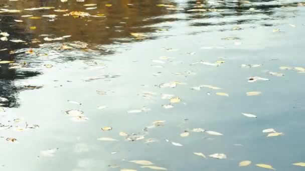 Patos en estanque con reflejos sobre el agua y hojas otoñales flotando — Vídeo de stock