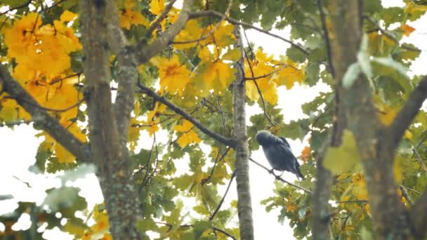 Un pájaro negro sentado en hojas. Hojas de roble otoñal Finales del verano principios del otoño la luz del sol a través de las hojas de roble . — Vídeos de Stock