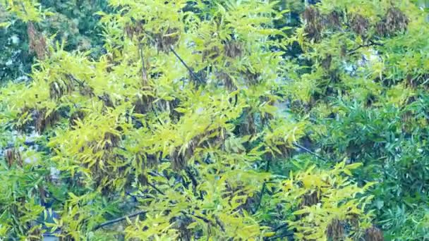 Gula lönnlöv glidande fokus som närbild av vackra magiska höstträd, gula blad och otroligt varma lugna soliga vädret. — Stockvideo