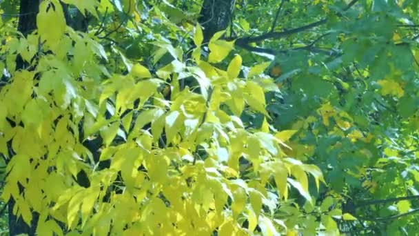 Gele esdoorn bladeren glijden focus Close up van prachtige magische herfst bomen, gele bladeren en ongelooflijk warm kalm zonnig weer. — Stockvideo