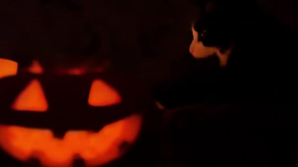 Helloween pumpa och ljus och katt — Stockvideo