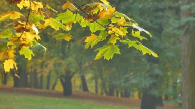 Aautumn park arka plan üzerinde parlak yaprakları ile ağaç sonbahar renkli parlak şube