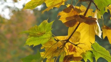 Aautumn park arka plan üzerinde parlak yaprakları ile ağaç sonbahar renkli parlak şube