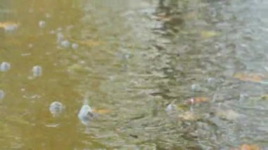 portre görüntüleri yağmur su yüzeyi