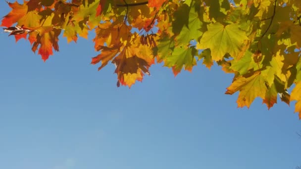 Árbol de ramas brillantes de colores otoñales con follaje brillante sobre un fondo de cielo azul — Vídeos de Stock