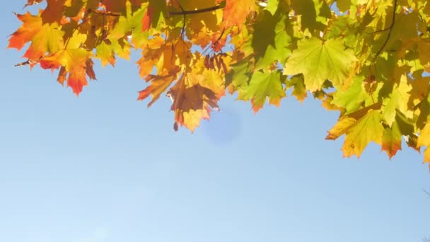 Herbst bunt hell Zweig Baum mit hellem Laub auf einem blauen Himmel Hintergrund — Stockvideo