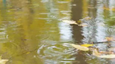 portre görüntüleri yağmur su yüzeyi