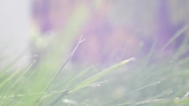 Close up van gras veld bloemen bij zonsondergang licht. kleurrijke natuur achtergrond — Stockvideo