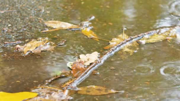 Nahaufnahme von Ahornblättern im Herbst, die auf Wasser treiben — Stockvideo