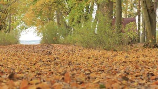 Frau in Stiefeln und weißen Strümpfen geht im Herbst auf die Blätter. Zeitlupe in Nahaufnahme — Stockvideo