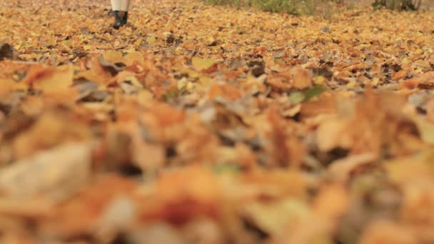 Жінка в чоботях і білих панчохах йде на листя восени. Крупним планом повільний рух — стокове відео