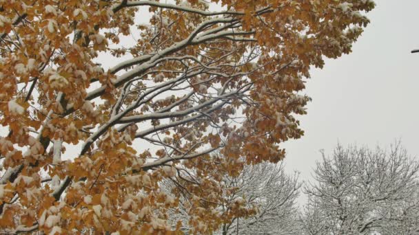 Дивовижний яскравий вид на природу з кленовим листям у перший снігопад на фоні сонячного розмивання. Прекрасна осіння сцена барвистого листя зі снігом в сонячний день. Повільний рух HD кадрів — стокове відео