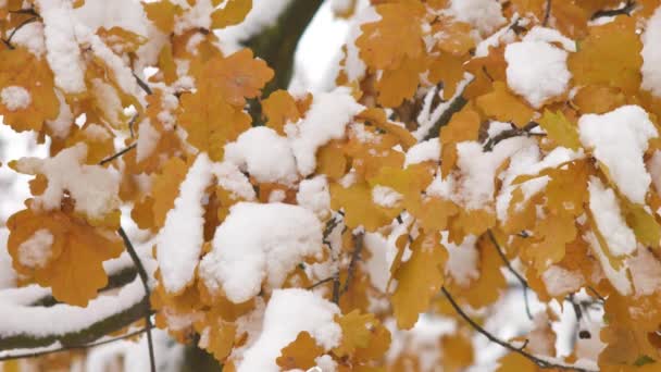 Дивовижна сцена природи з крупним планом кленових листя на вітрі після сильного снігового падіння. Красивий фон зі снігом на барвистому листі . — стокове відео