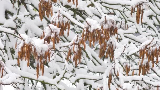 Cena de natureza impressionante com closeup de folhas de bordo no vento após queda de neve pesada. Fundo bonito com neve na folhagem colorida . — Vídeo de Stock