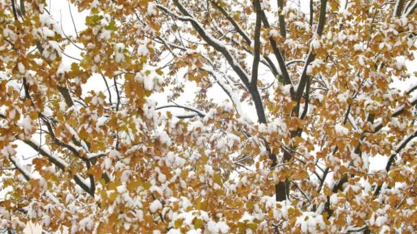 Hisnande levande natur vy med lönnlöv i första snöfall på solar oskärpa bakgrund. Härlig höst scen av färgglada bladverk med snö i solig dag. Slow motion hd film — Stockvideo