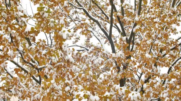 Vue imprenable sur la nature avec des feuilles d'érable dans les premières chutes de neige sur fond de flou solaire. Belle scène d'automne de feuillage coloré avec de la neige par temps ensoleillé. Images HD au ralenti — Video