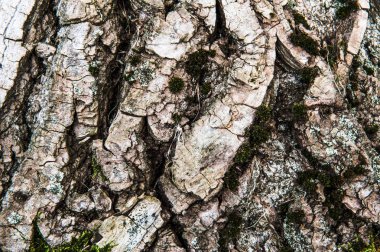 Yeşil yosunlu ahşap kaplama