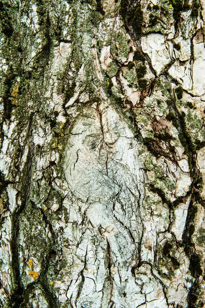 Trä strukturerad bakgrund med grön mossa — Stockfoto