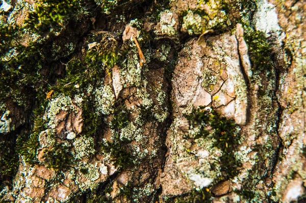 Madeira texturizado fundo com musgo verde — Fotografia de Stock