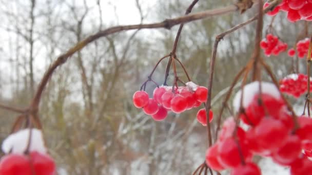 Banda červená Kalina bobule pokryté sněhem v popředí na pozadí jiné bobule Kalina. — Stock video