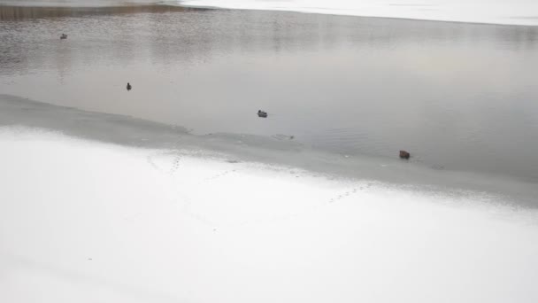 Donmuş bir gölette buzda yüzen bir ördek sürüsü. — Stok video