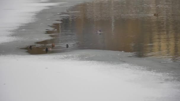 Donmuş bir gölette buzda yüzen bir ördek sürüsü. — Stok video