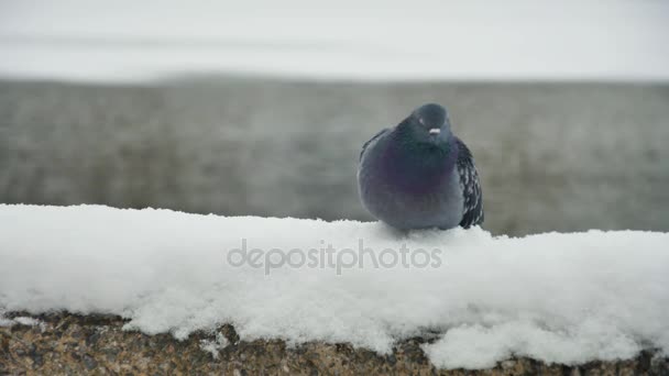 Duif zit op de sneeuw koude wintersneeuw — Stockvideo