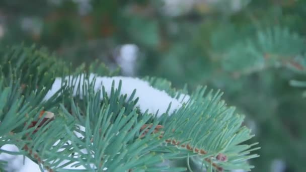 霜の霜の Raw、スライド運動で撮影で覆われたモミの枝 — ストック動画
