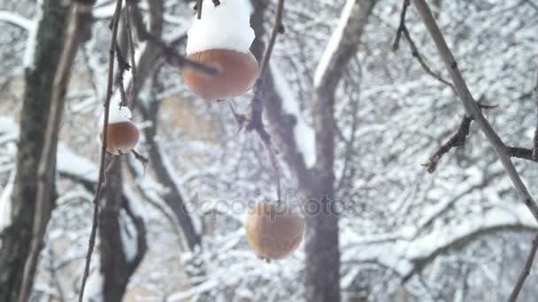 Зимовий сад яблуня гілка і фруктовий покрив зі снігом зависають . — стокове відео