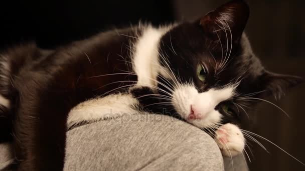 Человек, ласкающий живот милой кошечки. Кошка спит на ногах, а хозяйка ласкает его на животе. Черно-белый мех . — стоковое видео