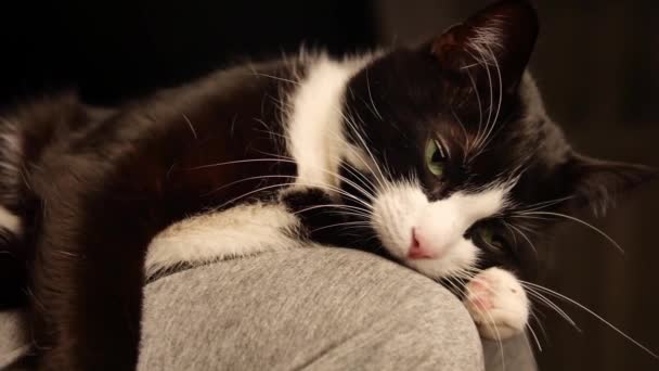 Persona acariciando vientre de lindo gatito. gato durmiendo en piernas mientras mujer propietario acariciando en hes vientre. Hermosa piel blanca y negra . — Vídeos de Stock