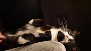 Sevimli kedicik göbek sevecen kişi. kedi kadın sahibi hes karnına okşama süre ayak üzerinde uyuyor. Güzel siyah ve beyaz kürk.