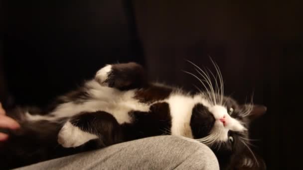 Persona acariciando vientre de lindo gatito. gato durmiendo en piernas mientras mujer propietario acariciando en hes vientre. Hermosa piel blanca y negra . — Vídeos de Stock