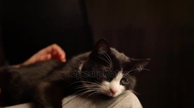 Sevimli kedicik göbek sevecen kişi. kedi kadın sahibi hes karnına okşama süre ayak üzerinde uyuyor. Güzel siyah ve beyaz kürk.